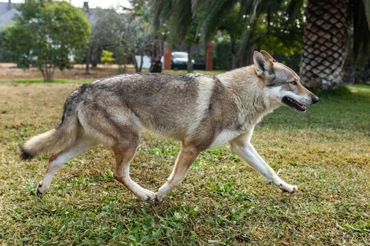 Czechoslovakian wolfdog in nature