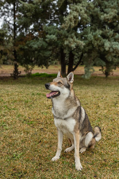 Czechoslovakian wolfdog in nature