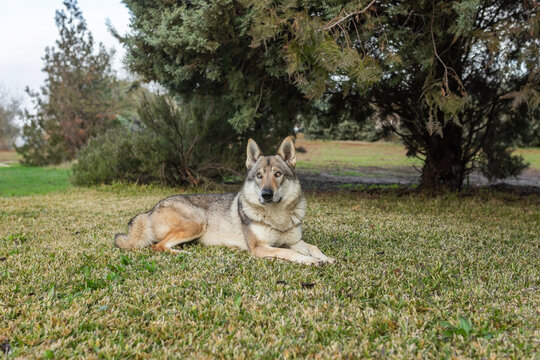 Czechoslovakian wolfdog in nature