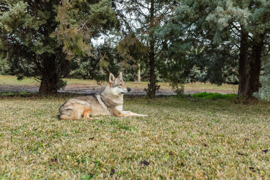 Czechoslovakian wolfdog in nature