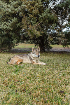 Czechoslovakian wolfdog in nature