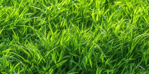 Close-up image of fresh spring green grass. Green grass background, texture, top view