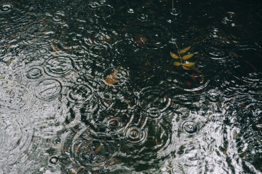 Rain drops on surface of water