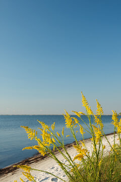 Yellow Autumn Flowers on Florida Beach with Blue Sky Copyspace