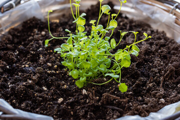 small seedlings in a pot, Planting young seedlings on spring day
