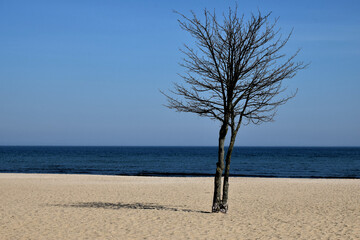 Drzewo na brzegu Zatoki Gdańskiej w Sopocie - obrazy, fototapety, plakaty