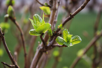 Obraz premium Close up of green foliage buds of tree branch, spring time