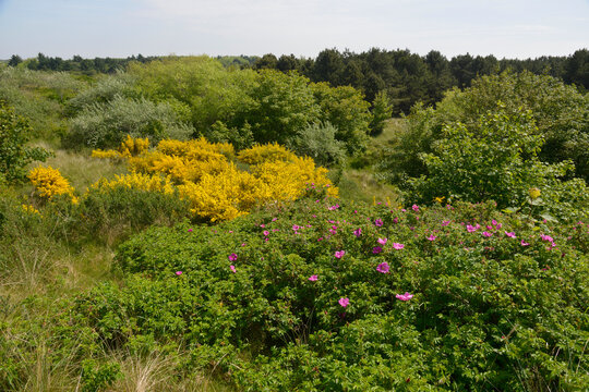 Ginsterbusch in D&uuml;nenlanschaft von Borkum