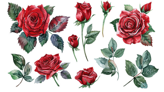 Watercolor red roses bouquet on white background digital illustration
