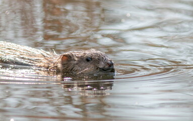 otter in the water