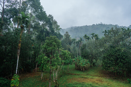 Scenic view of jungles in Thailand 