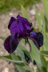  iris flower "Bibelot" - Standards (upper petals) and falls (lower petals) in dark purple ; beard in purple color (Germanica Berbata-Elatior Group)