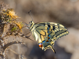 Papilio macaon libando una flor de cardo