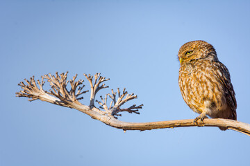 Mochuelo europeo en una rama de ágave