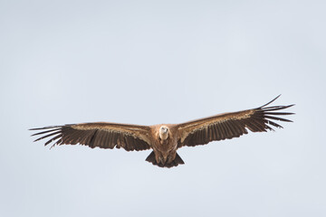 buitre leonado en vuelo