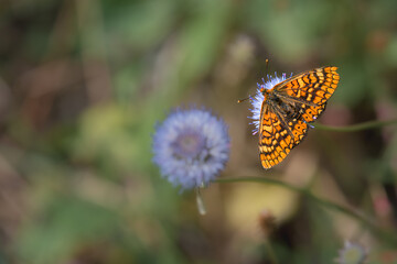 doncella de ondas rojas sobre globularia