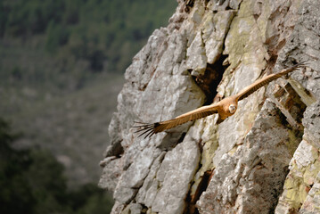 Buitre leonado volando sobre rocas