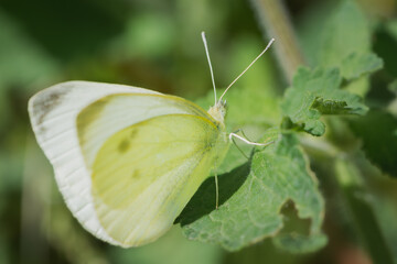 mariposa blanca de la col sobre hoja verde