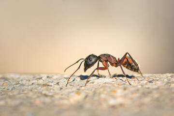 hormiga camponotus sobre un muro
