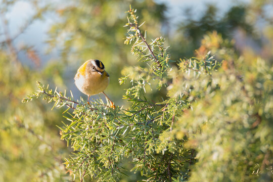 Reyezuelo listado posado en un enebro