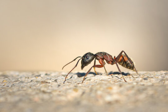 hormiga camponotus sobre un muro