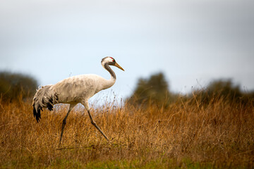 grulla común en una pradera