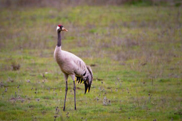grulla común alimentándose en una pradera