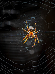 larinioides sclopetarius sobre su tela con fondo oscuro