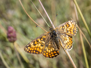 melitaea athalia posada en un tallo