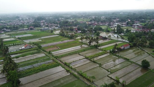 Puddles of water in rice fields