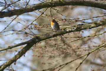 European robin (Erithacus rubecula) sitting on a tree branch in Zurich, Switzerland