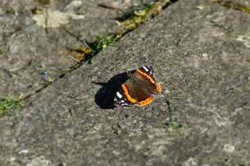 Fototapeta na wymiar Red admiral butterfly (Vanessa Atalanta) sitting on stone path in Zurich, Switzerland