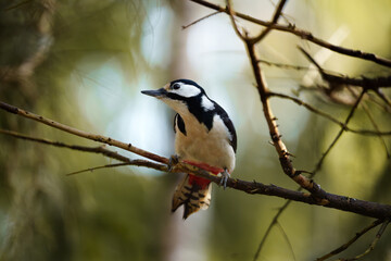 Spotted woodpecker on a branch
