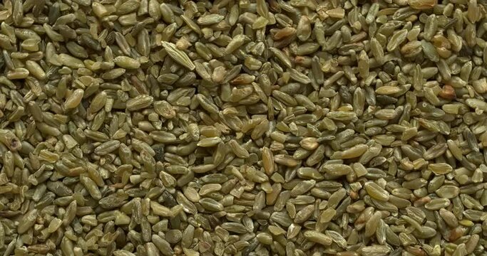 Top view of freekeh grains as an abstract food texture. The cereal made from immature, green, fire roasted wheat to make a healthy  food high in protein and minerals. Table spin.