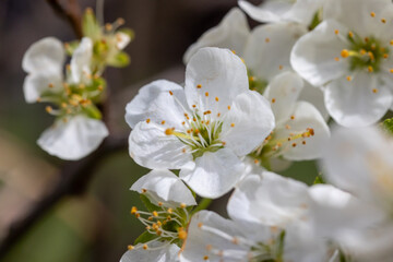 cherry blossom in spring time, macro photo with shallow depth of field