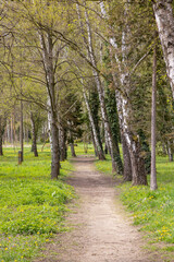 Fototapeta premium Path in the park in spring. Landscape with trees and grass