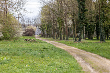 Path in the park in spring. Landscape with trees and grass