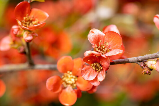 Chaenomeles japonica, Japanese quince