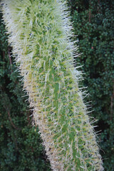 Flowering part of an agave plant