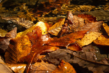 Golden, Yellow, and Brown Autumn Leaves on the Ground Near a Pond