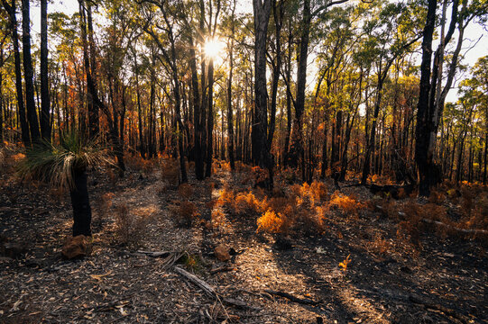 Forest recovering from bushfire