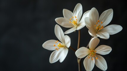 Obraz na płótnie Canvas White Flowers in a Vase