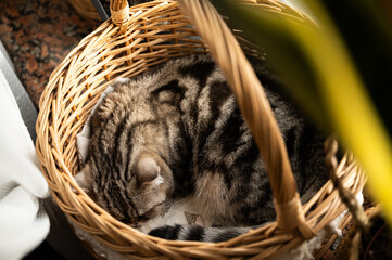 The cat sleeps curled up in a basket