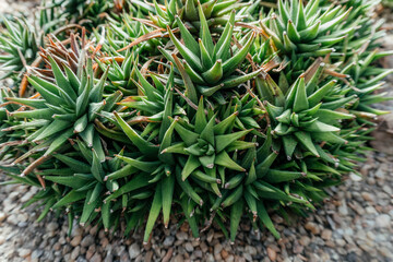 Succulent Cluster Close-up of Aloe Vera