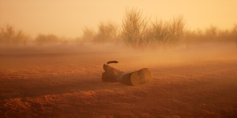 Lost cowboy boot in misty desolate desert landscape. - 771025800