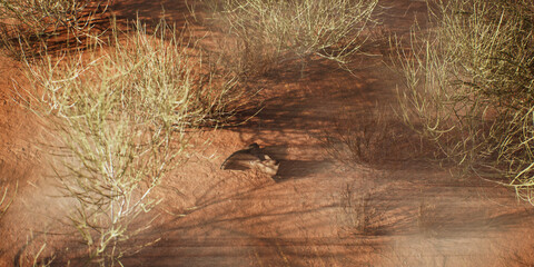 Lost cowboy boot in misty desolate desert landscape. - 771025832