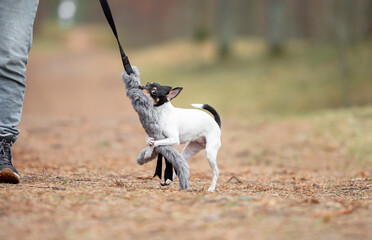 Beautiful purebred American toy fox terrier Dog and Owner Play Tug-of-War with Natural Sheep fur...