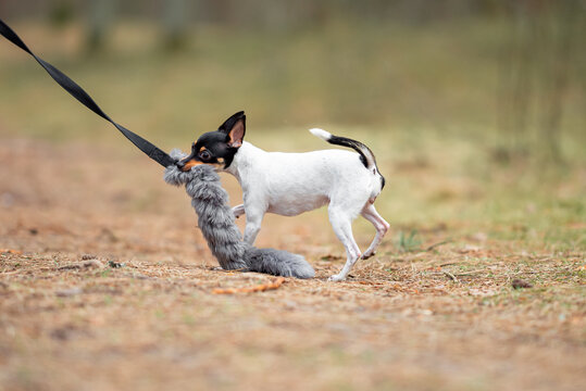Beautiful purebred American toy fox terrier Dog and Owner Play Tug-of-War with Natural Sheep fur toy outdoor, little white dog, green blurred background. Close up pet portrait in high quality.