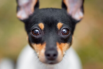 Beautiful purebred American toy fox terrier posing outdoor, little white dog with black and tan...