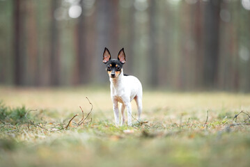 Beautiful purebred American toy fox terrier posing outdoor, little white dog with black and tan head, green blurred background, green spring grass and moss. Close up pet portrait in high quality.